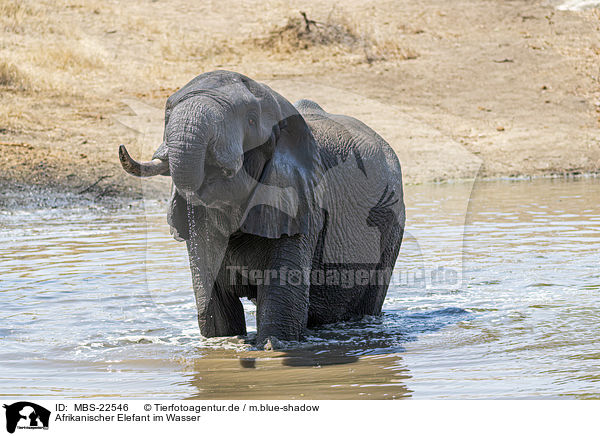 Afrikanischer Elefant im Wasser / African Elephant in the water / MBS-22546