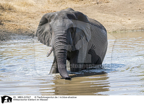 Afrikanischer Elefant im Wasser / African Elephant in the water / MBS-22547