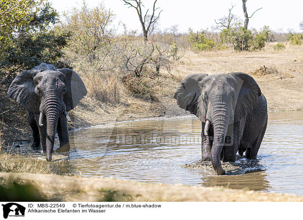 Afrikanische Elefanten im Wasser / African Elephants in the water / MBS-22549