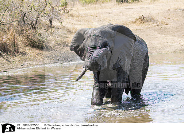 Afrikanischer Elefant im Wasser / African Elephant in the water / MBS-22550
