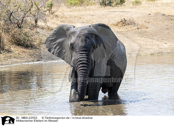 Afrikanischer Elefant im Wasser / African Elephant in the water / MBS-22552