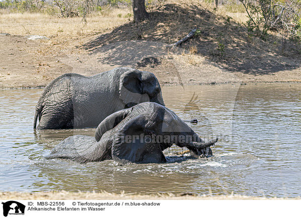 Afrikanische Elefanten im Wasser / African Elephants in the water / MBS-22556