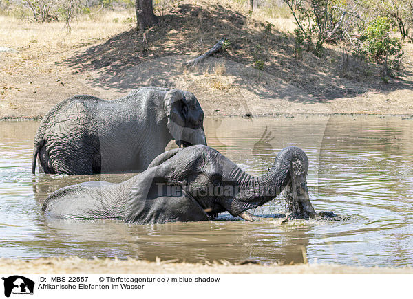 Afrikanische Elefanten im Wasser / African Elephants in the water / MBS-22557