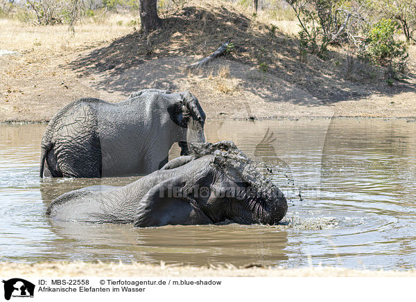 Afrikanische Elefanten im Wasser / African Elephants in the water / MBS-22558
