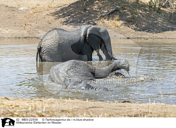 Afrikanische Elefanten im Wasser / African Elephants in the water / MBS-22559