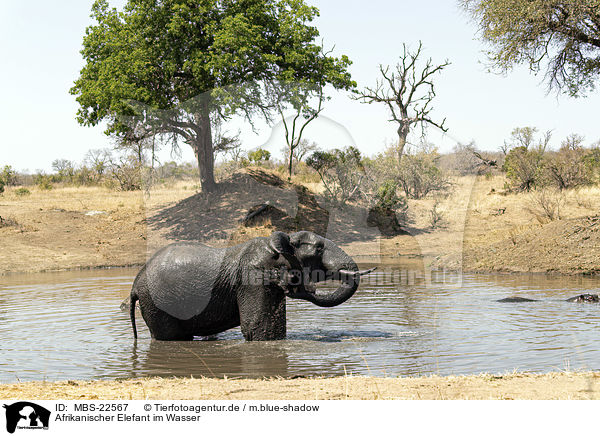 Afrikanischer Elefant im Wasser / African Elephant in the water / MBS-22567