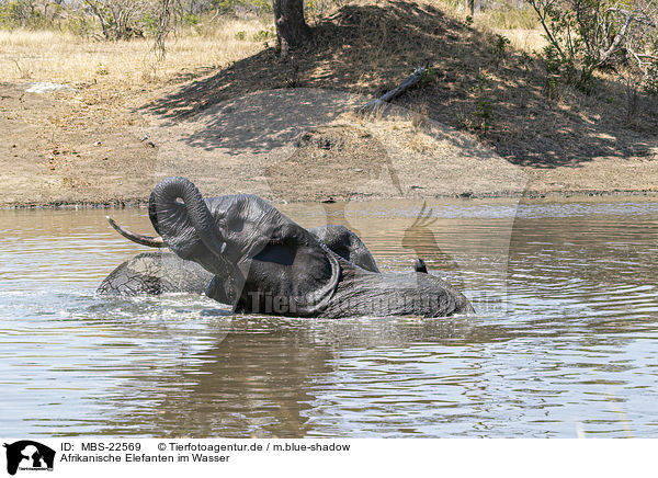 Afrikanische Elefanten im Wasser / African Elephants in the water / MBS-22569