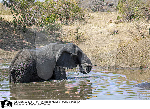 Afrikanischer Elefant im Wasser / African Elephant in the water / MBS-22571