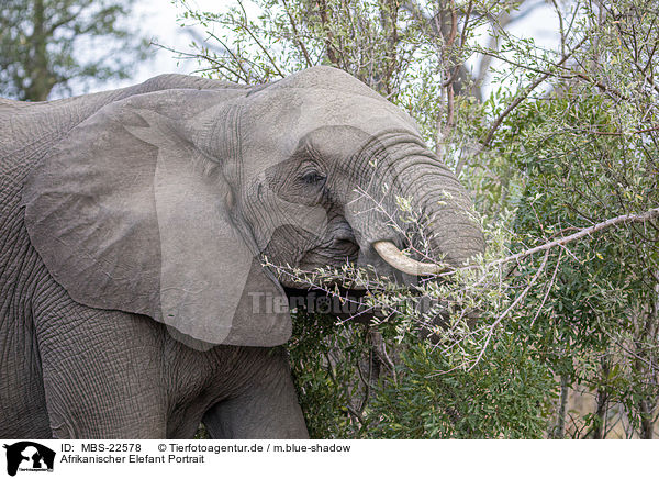 Afrikanischer Elefant Portrait / African Elephant portrait / MBS-22578