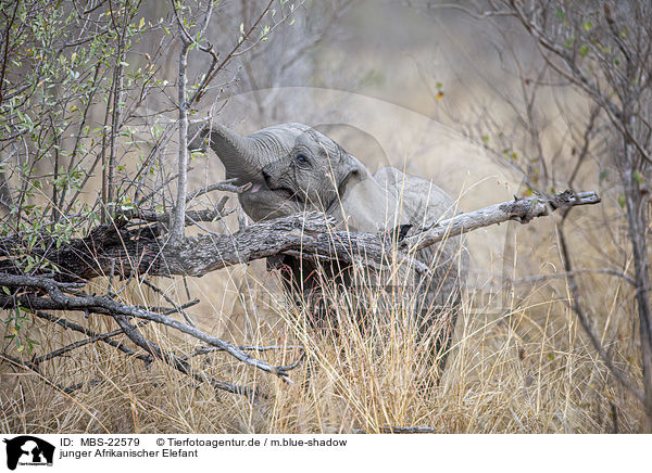 junger Afrikanischer Elefant / young African Elephant / MBS-22579