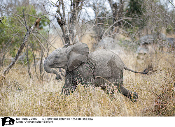 junger Afrikanischer Elefant / young African Elephant / MBS-22580