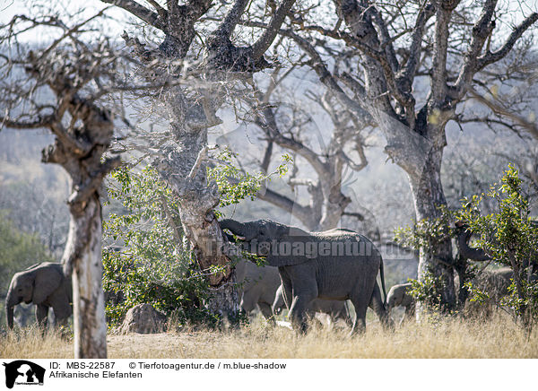 Afrikanische Elefanten / African Elephants / MBS-22587