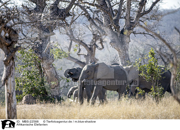 Afrikanische Elefanten / African Elephants / MBS-22588