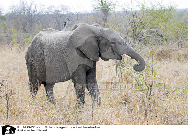 Afrikanischer Elefant / African Elephant / MBS-22599