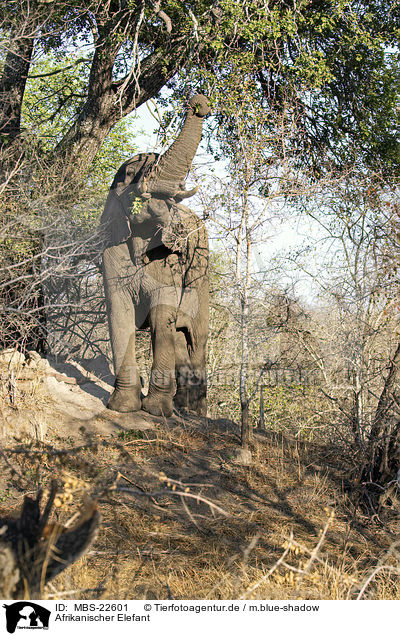 Afrikanischer Elefant / African Elephant / MBS-22601