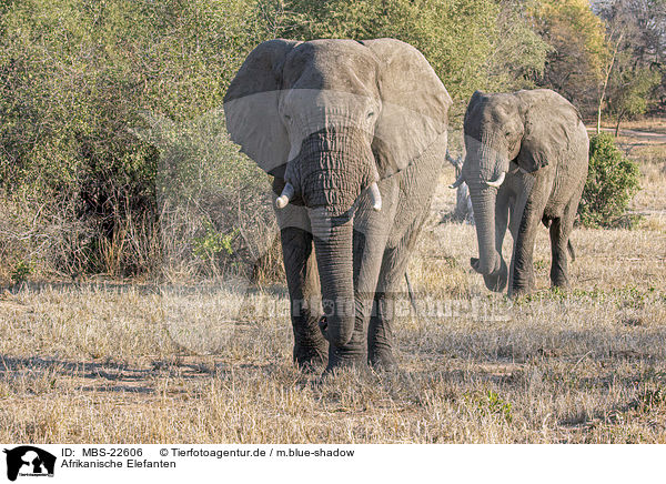 Afrikanische Elefanten / African Elephants / MBS-22606