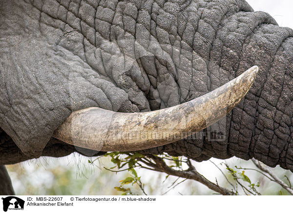 Afrikanischer Elefant / African Elephant / MBS-22607
