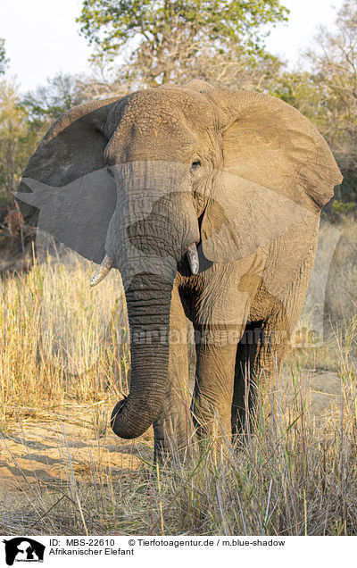 Afrikanischer Elefant / African Elephant / MBS-22610