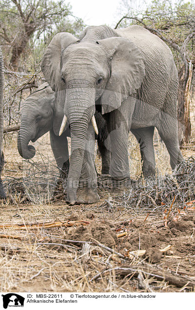 Afrikanische Elefanten / African Elephants / MBS-22611