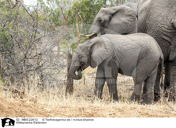 Afrikanische Elefanten / African Elephants / MBS-22612