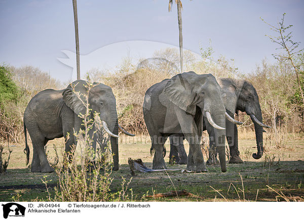 Afrikanische Elefanten / African elephants / JR-04944