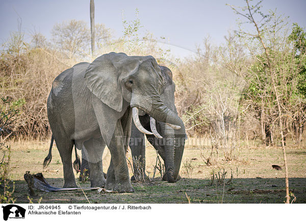 Afrikanische Elefanten / African elephants / JR-04945
