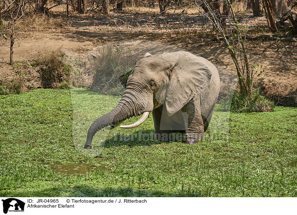 Afrikanischer Elefant / African elephant / JR-04965