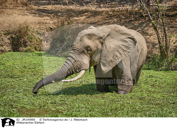 Afrikanischer Elefant / African elephant / JR-04966