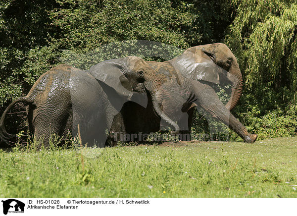 Afrikanische Elefanten / African elephants / HS-01028