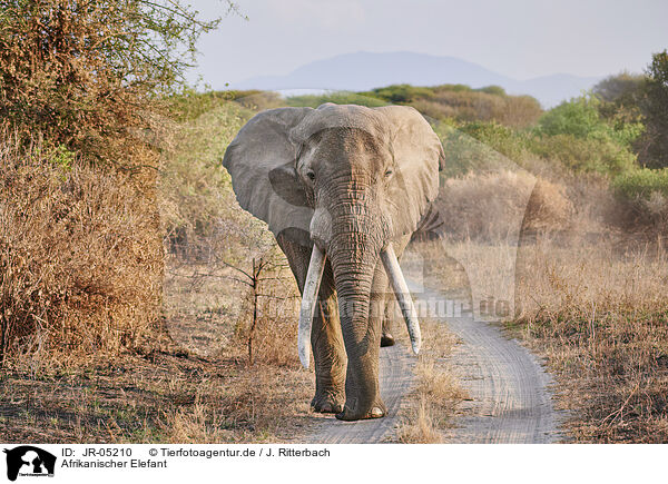 Afrikanischer Elefant / African elephant / JR-05210