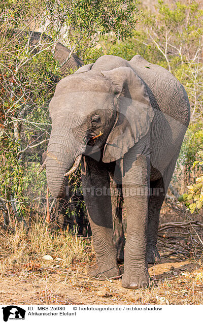 Afrikanischer Elefant / African elephant / MBS-25080
