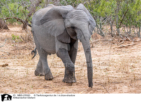 Afrikanischer Elefant / African elephant / MBS-25083