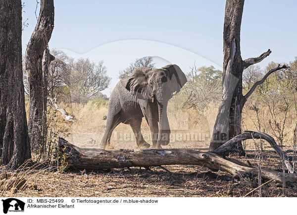 Afrikanischer Elefant / African Elephant / MBS-25499