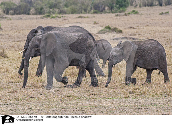 Afrikanischer Elefant / African Elephant / MBS-25679