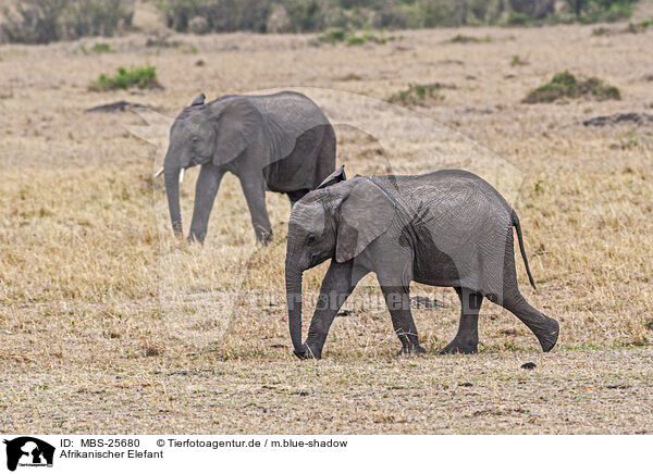 Afrikanischer Elefant / African Elephant / MBS-25680
