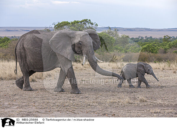 Afrikanischer Elefant / African Elephant / MBS-25688