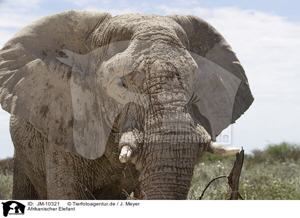 Afrikanischer Elefant / JM-10321