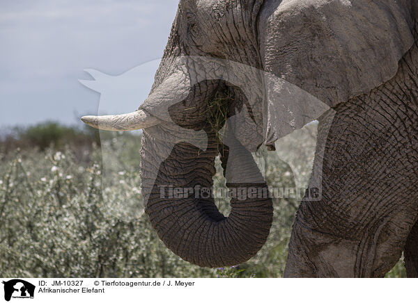Afrikanischer Elefant / JM-10327