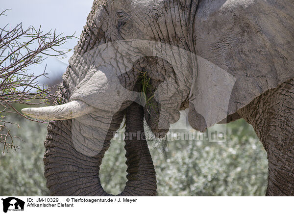 Afrikanischer Elefant / JM-10329