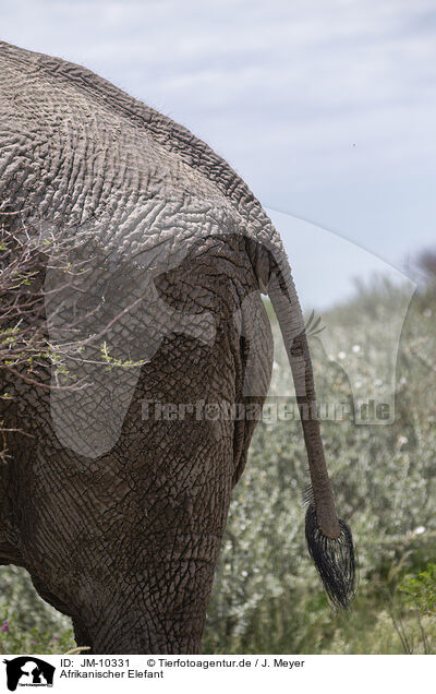 Afrikanischer Elefant / JM-10331