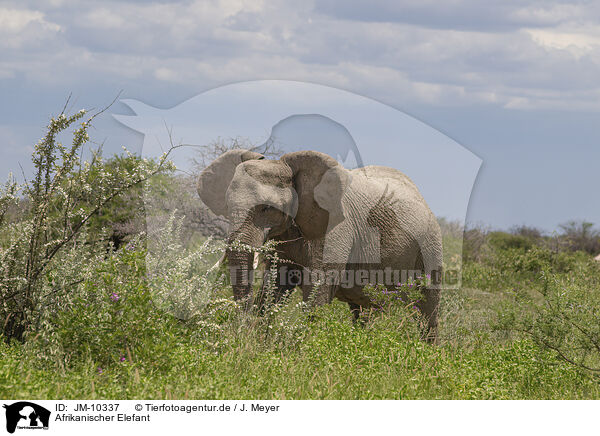 Afrikanischer Elefant / JM-10337