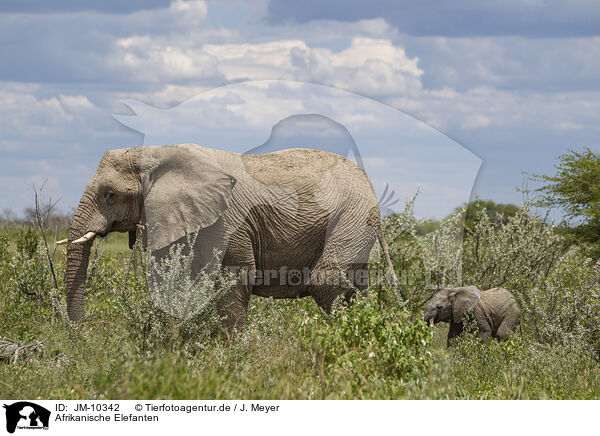 Afrikanische Elefanten / JM-10342