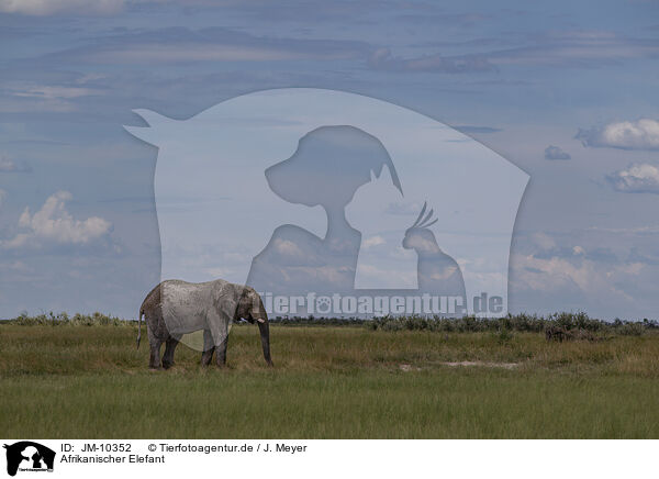 Afrikanischer Elefant / JM-10352
