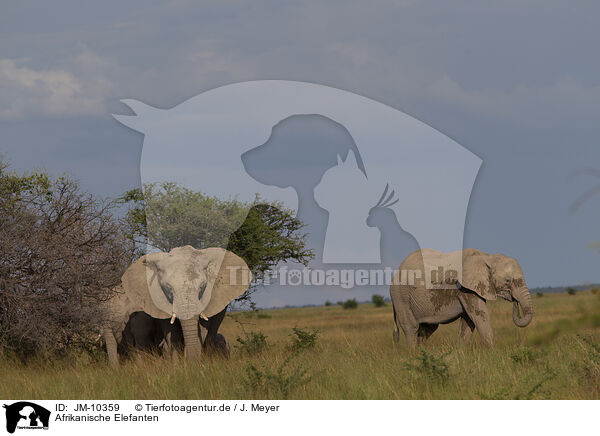 Afrikanische Elefanten / JM-10359