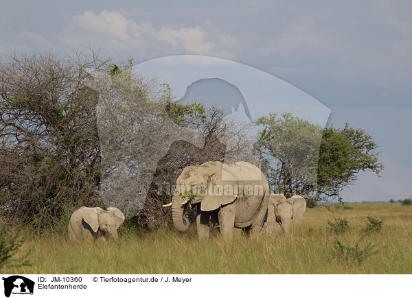 Elefantenherde / Herd of African elephants / JM-10360