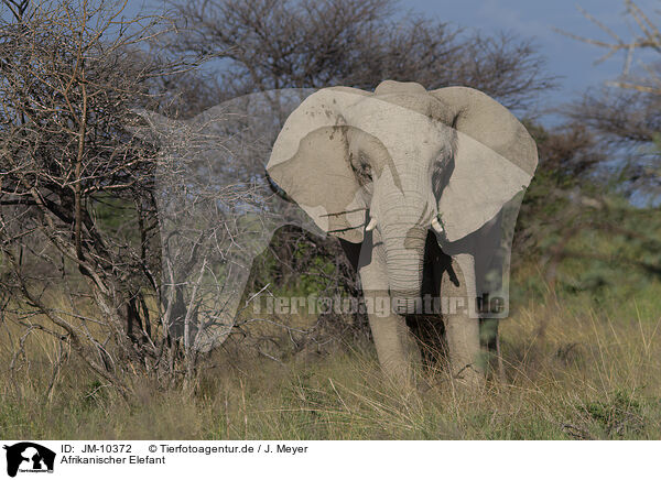Afrikanischer Elefant / JM-10372