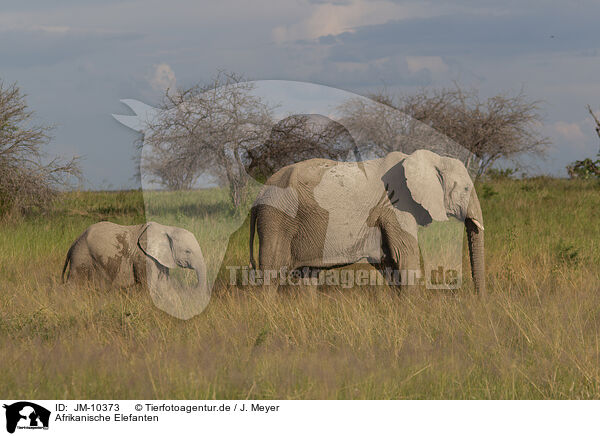 Afrikanische Elefanten / JM-10373