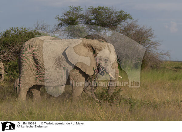 Afrikanische Elefanten / JM-10384