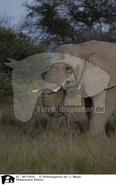 Afrikanischer Elefant / African elephant / JM-10400