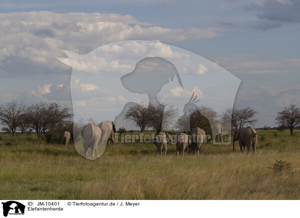 Elefantenherde / Herd of African elephants / JM-10401